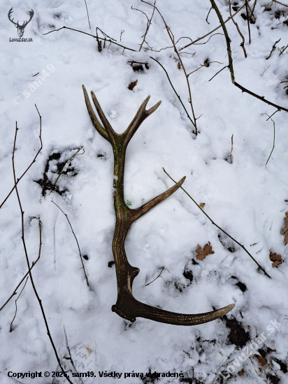 14-torak - minuloročný