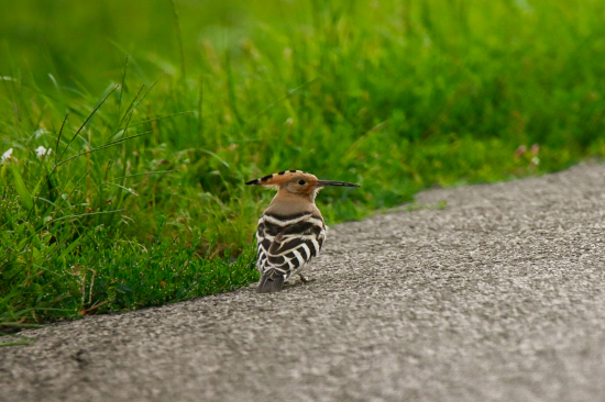 Dudok - spomienka na teplé dni