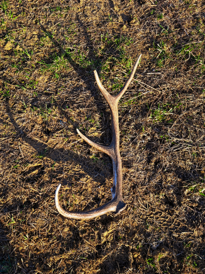 Zhod s vykrúteným očníkom