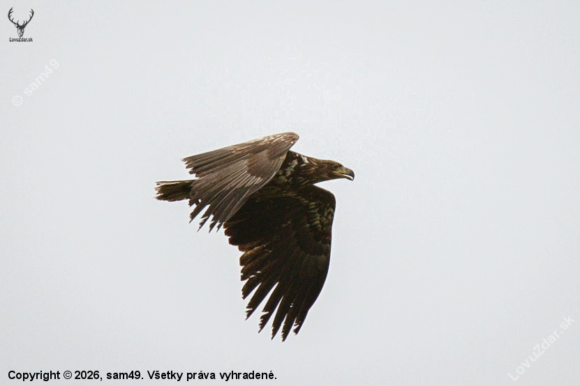 Orliak morský - mladý