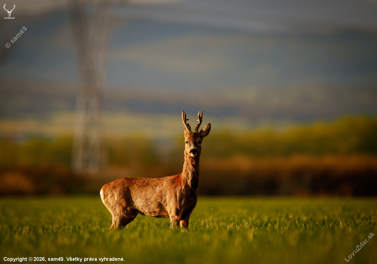 Srnec na poli