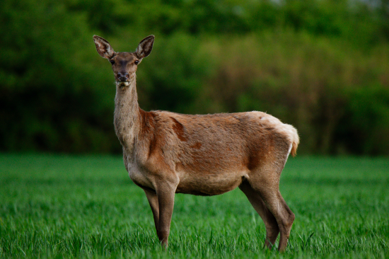 Nečakané stretnutie