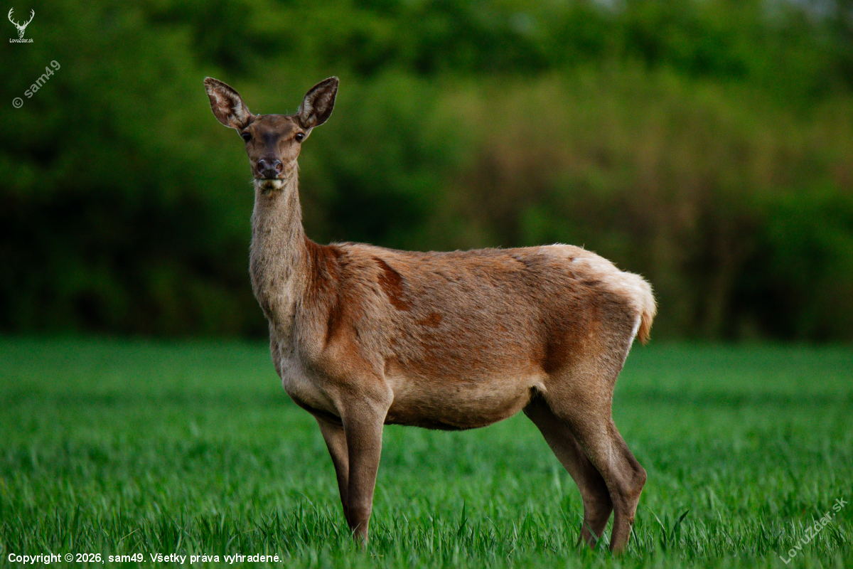 Nečakané stretnutie