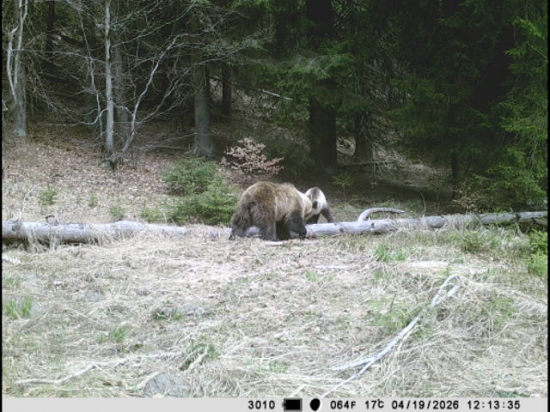 Začiatok medvedej ruje
