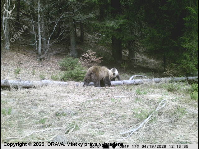 Začiatok medvedej ruje