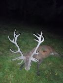 Rudo nezabudnem na teba