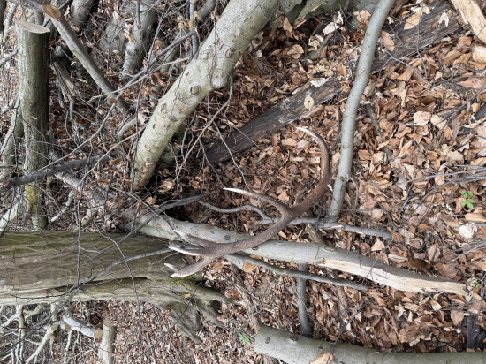 Perlovaný zhod zo sezóny 2026