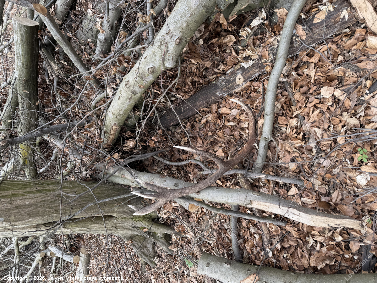 Perlovaný zhod zo sezóny 2026