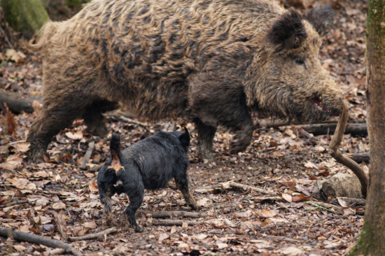 jagdterrier vo svojom živle