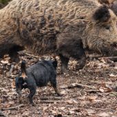 jagdterrier vo svojom živle