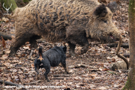 jagdterrier vo svojom živle