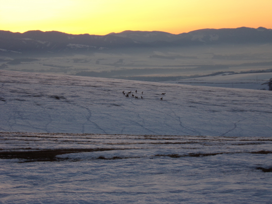 Slniečko zapadlo pricupkala srnčia.