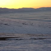 Slniečko zapadlo pricupkala srnčia.