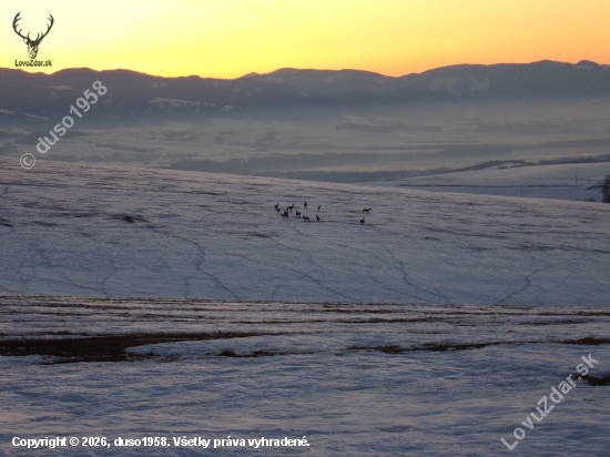 Slniečko zapadlo pricupkala srnčia.