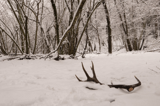 čerstvo zhodený 12-torák