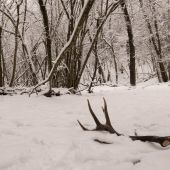 čerstvo zhodený 12-torák