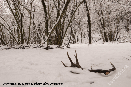 čerstvo zhodený 12-torák