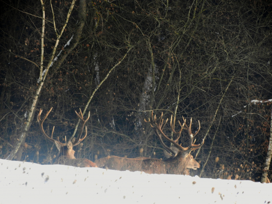 Cestou na ležovisko