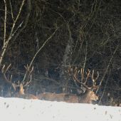 Cestou na ležovisko