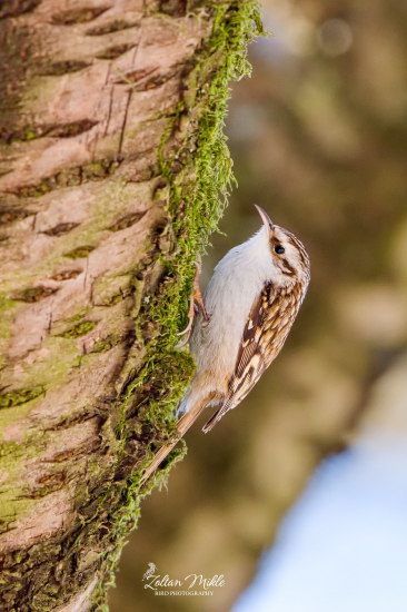 Kôrovník dlhoprstý-Certhia familiaris