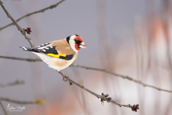 Stehlík obyčajný-Carduelis carduelis