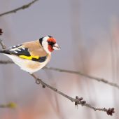 Stehlík obyčajný-Carduelis carduelis