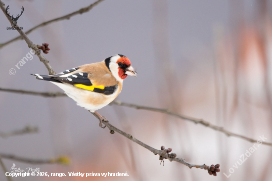 Stehlík obyčajný-Carduelis carduelis