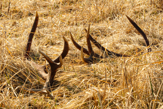 Nepravidelny 12 torak