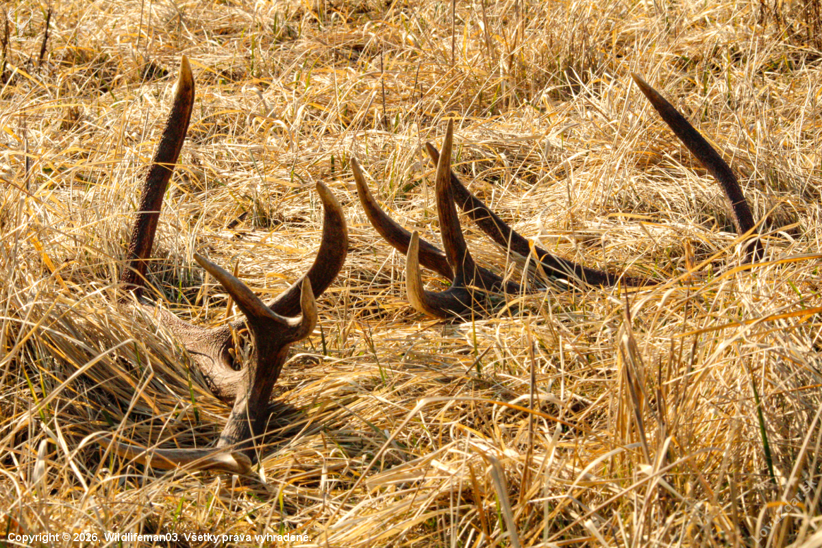 Nepravidelny 12 torak