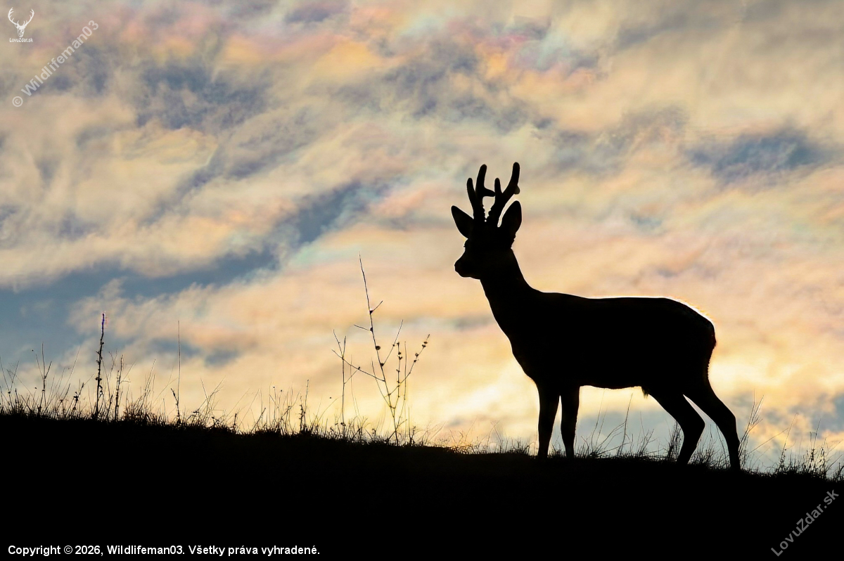 „Keď sa svetlo rozhodne tancovať v oblakoch, celé lesné kráľovstvo stíchne v úžase.