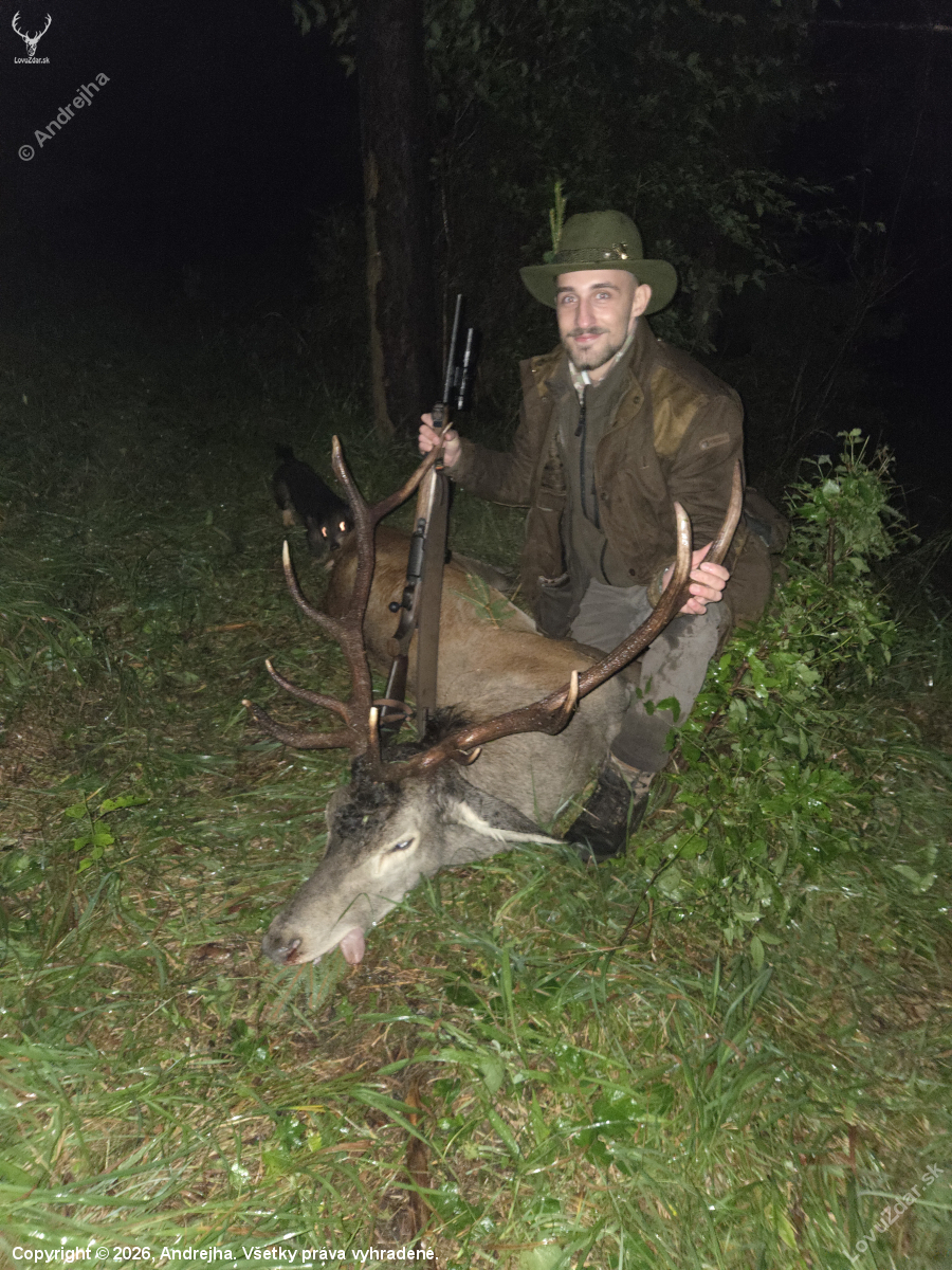 Jeleň II. v.t.