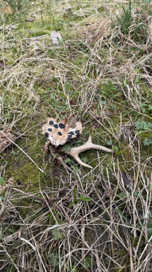 Apeninský srnčí zhod