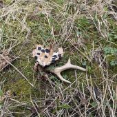 Apeninský srnčí zhod