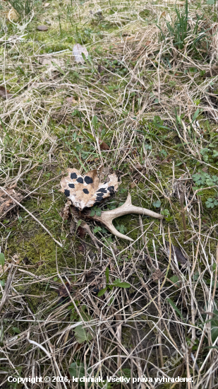 Apeninský srnčí zhod