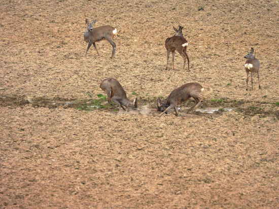 Súboj srncov (Capreolus capreolus)