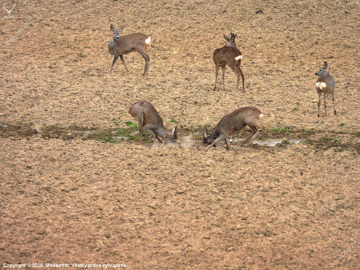 Súboj srncov (Capreolus capreolus)
