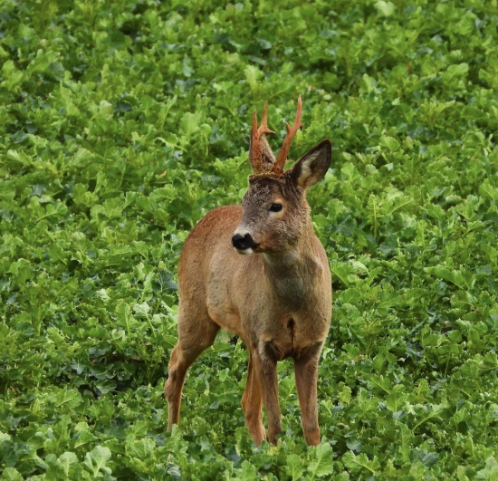 Srnec lesný (Capreolus capreolus)