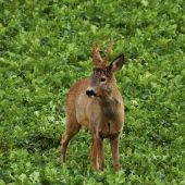 Srnec lesný (Capreolus capreolus)