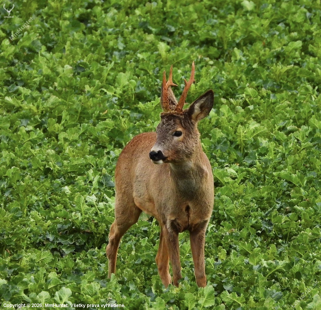 Srnec lesný (Capreolus capreolus)