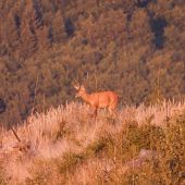 Jeleň lesný - Cervus elaphus