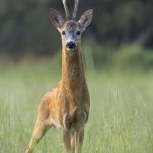 Tatranská žirafa