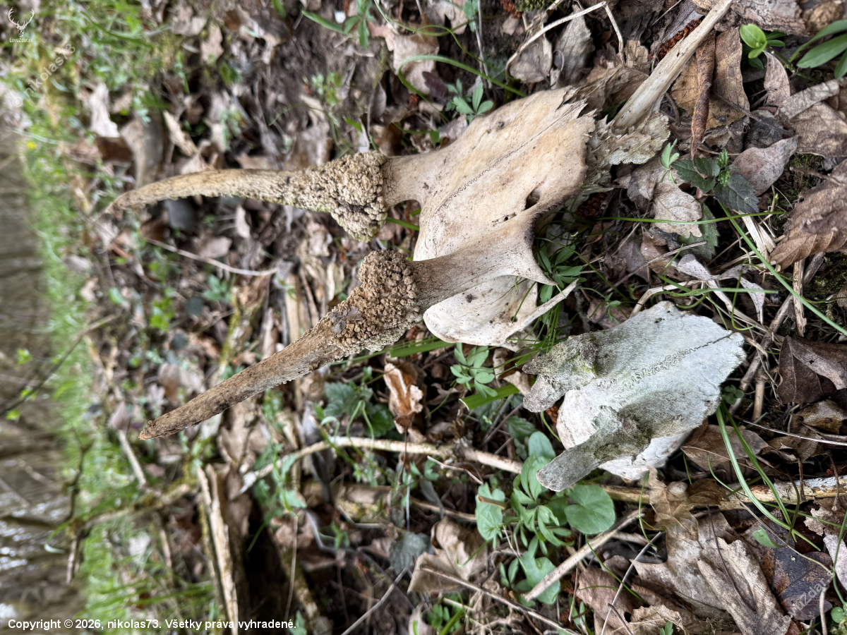 Dnes to bolo o starých úhynoch