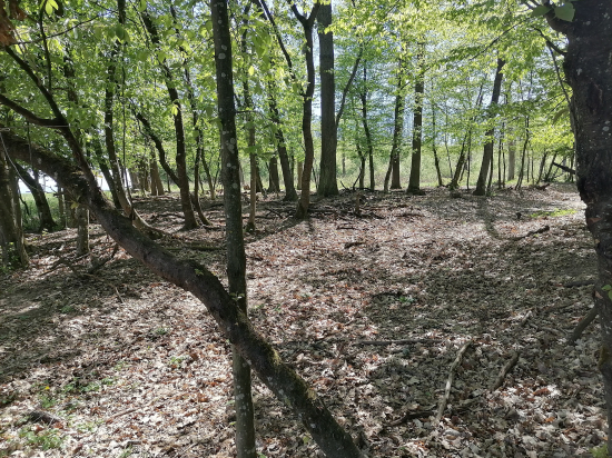 Ešteže mám štyri oči