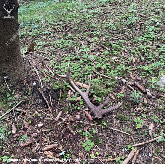 prekvapenie na hubách