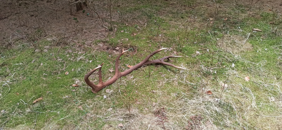 Nedeľná chvíľka poézie