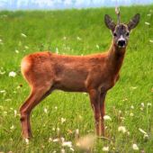 Jednorožec Srnec Lesný (Capreolus Capreolus)