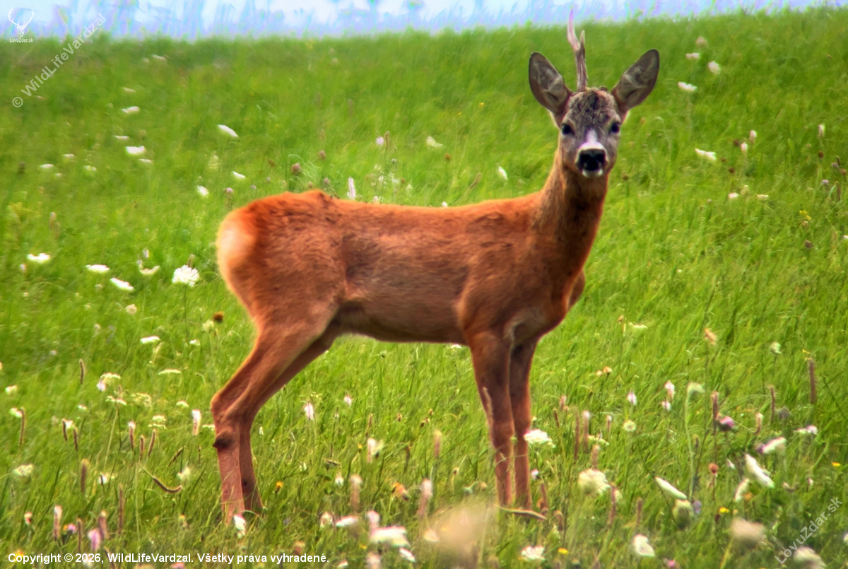 Jednorožec Srnec Lesný (Capreolus Capreolus)