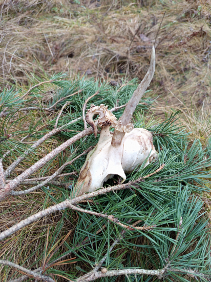 Mechanické poškodenie