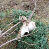 Mechanické poškodenie