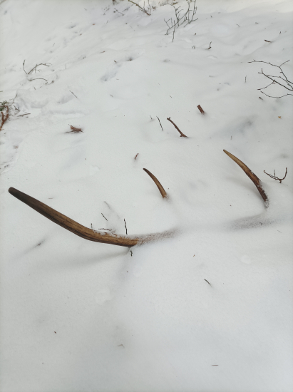 Dnešný vylomeny šestak